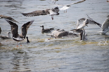 Silver Gulls hovering over water near Hel port shoreline