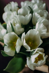 Obraz premium Close-up of fresh white tulips with yellow centers and green leaves in a bouquet. Elegant spring flowers represent purity and grace, perfect for celebration, wedding decor, and floral arrangements