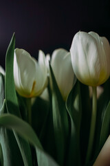 Naklejka premium Close-up of elegant white tulips with green leaves on a dark background. Fresh spring flowers embody purity and tenderness, perfect for romantic occasions, celebration, and floral decor