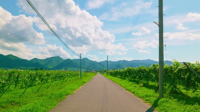 東北の夏　田舎道