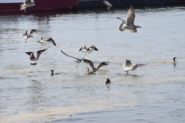 Silver Gulls hovering over water near Hel port shoreline