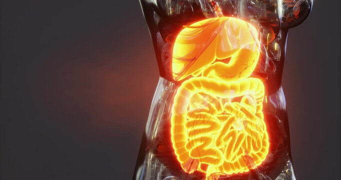 This visual representation highlights the human digestive system, focusing on major organs such as the stomach, intestines, and liver. It emphasizes their structural relationships and functions.