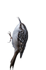 Short-toed treecreeper (Certhia brachydactyla)