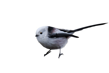 Long-tailed tit (Aegithalos caudatus) isolated, png with no background. © Alicia