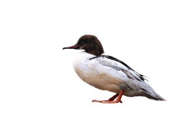Common merganser or goosander (Mergus merganser)