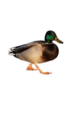 Male mallard duck isolated, png with no background.