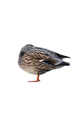 Female mallard duck isolated, png with no background.