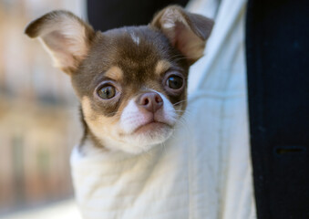 Tiny chihuahua sitting comfortably inside lightweight carrier, peering curiously during sunny neighborhood stroll with caring owner