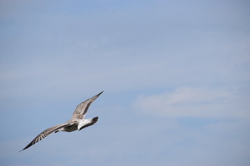 Silver Gull flying against cloudy sky