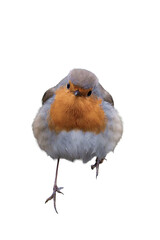 European robin (Erithacus rubecula) isolated, png with no background.