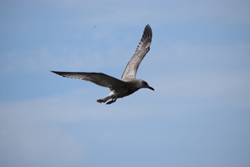 Silver Gull flying against cloudy sky