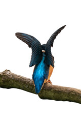 Obraz premium Common kingfisher (Alcedo atthis) isolated, png with no background.