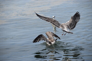 Two Silver Gulls in Flight and Diving into the Sea