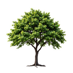 Fototapeta premium Lush Green Tree with Dense Foliage and Vibrant Leaves