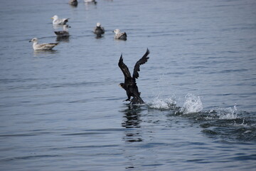 Black cormorant taking off from water with seagulls in background
