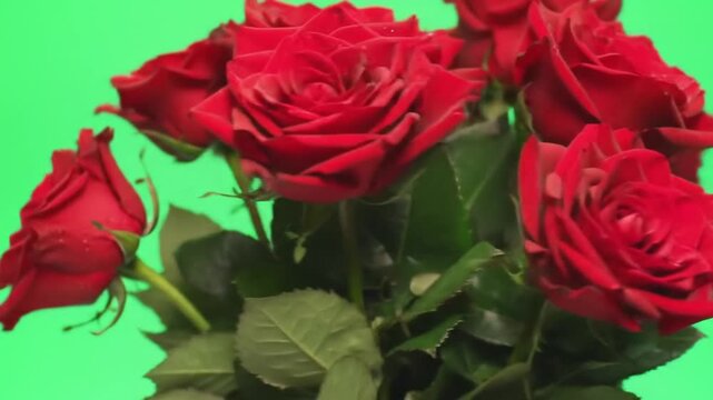 red roses on a green background