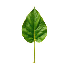 Obraz premium Vibrant Green Leaf Isolated on Transparent background for Nature Themes