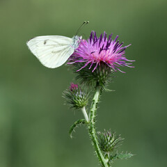 The flower of a thistle and a cabbage butterfly on a blurred green background.