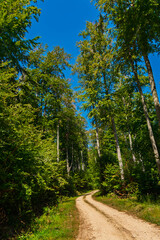 Beech forest in Bakony mountain