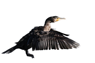 Great cormorant (Phalacrocorax carbo) isolated, png with no background.