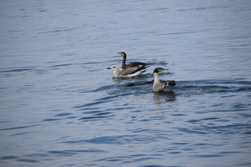 Two seagulls attacking a cormorant catching fish in close-up