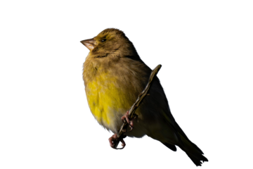European greenfinch or simply the greenfinch (Chloris chloris) isolated, png with no background.
