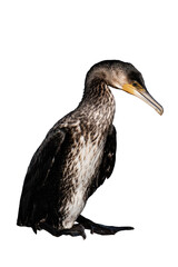 Fototapeta premium Great cormorant (Phalacrocorax carbo) isolated, png with no background.