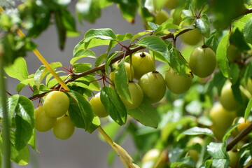 Branch with ripe cherry plum fruits close-up