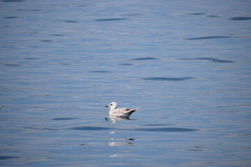 Silver gull floating calmly in the sea