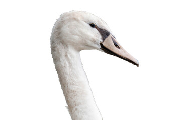 Swan close-up isolated, png with no background.