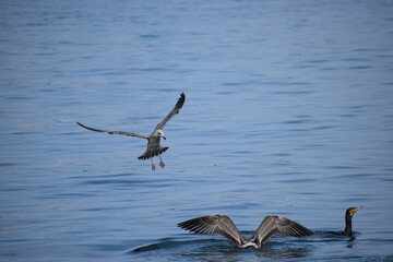 Silver gull flying close over sea water in action