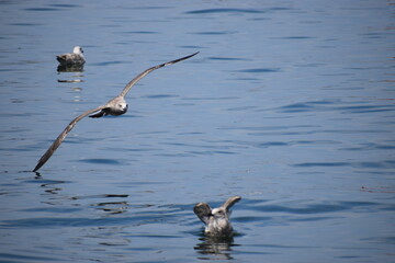 Silver gull flying close over sea water in action