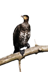 Great cormorant (Phalacrocorax carbo) isolated, png with no background.