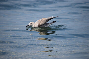 Silver gull floating calmly in the sea