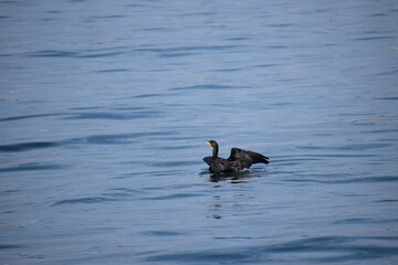 Large cormorant swimming in the sea close up