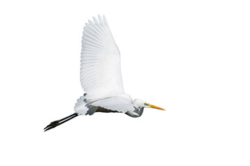 Great egret (Ardea alba), common egret, large egret, great white egret or great white heron...
