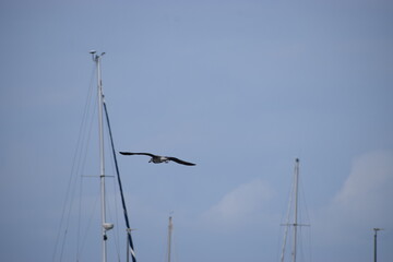 Obraz premium Silver Gull flying against cloudy sky