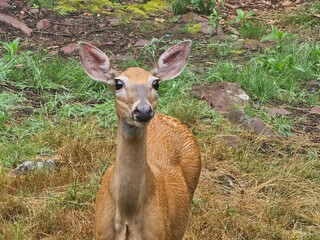 roe deer fawn