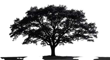 Black and White Tree stands against a black background. Great for backgrounds, posters, or creative design projects.