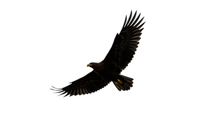 Obraz premium Brown eagle flies with wings spread on black. Wildlife illustration, animal posters.