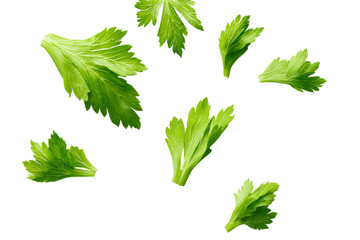 Falling fresh celery leaves isolated on transparent background
