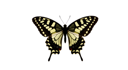 Yellow butterfly wings on black. Isolated, macro insect ideal for science displays, posters.