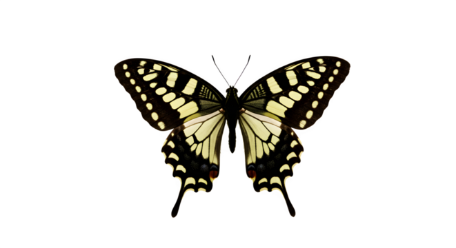 Yellow butterfly wings on black. Isolated, macro insect ideal for science displays, posters.