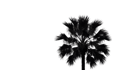 Monochrome Palm Tree Silhouette Creates high contrast minimal design for backgrounds, posters, and branding.