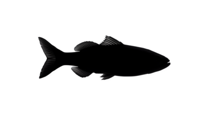 Black fish in silhouette over dark background creates impact. Use for posters, branding, or product presentations.