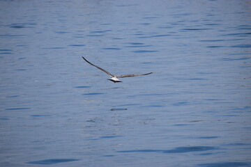 Silver gull flying close over sea water in action