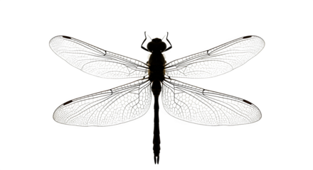 Dark dragonfly features detailed wing texture on a black background for posters and branding.