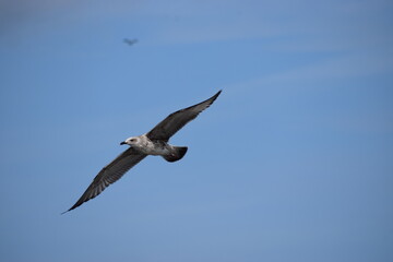 Obraz premium Silver Gull flying against cloudy sky