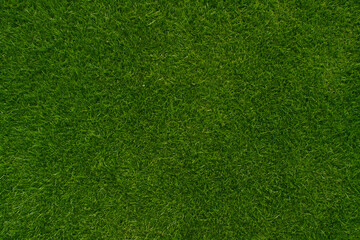 Green Manicured Lawn Shot from Above