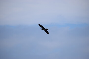 Cormorant flying against the sky